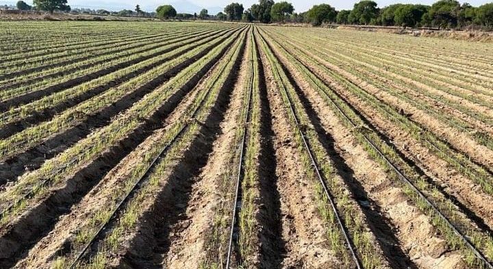PLASTICALIDAD GOM  - MANGUERA PARA TU CAMPO