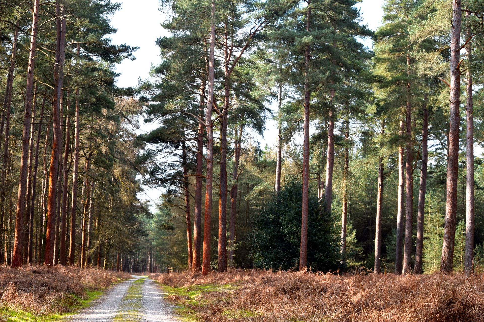 Landscape Strategy | The Environment Partnership