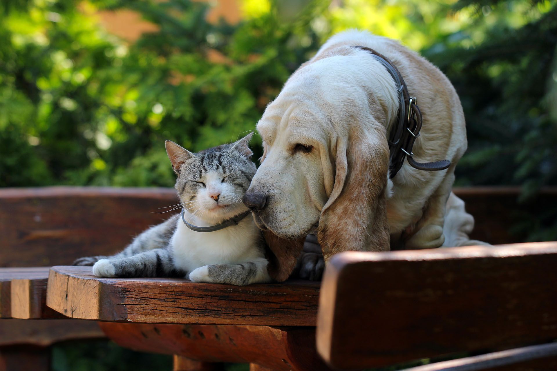 A dog and a cat are sitting on a wooden bench.
