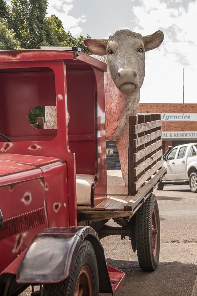 — G & D Ross Bus Charters In Magnolia, QLDA statue of a cow is in the back of a red truck.