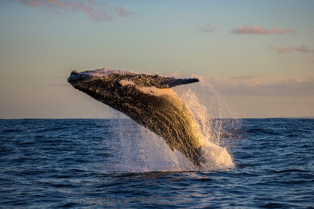A Whale Watching