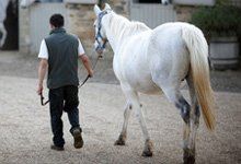 White Horse being led
