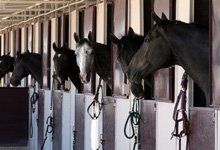 Horses in stables