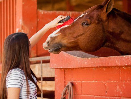 Girl giving a horse a groom