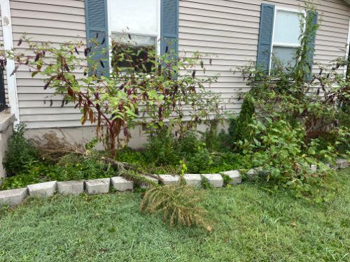 Overgrown shrubs and weeds along a house exterior with a small stone border.