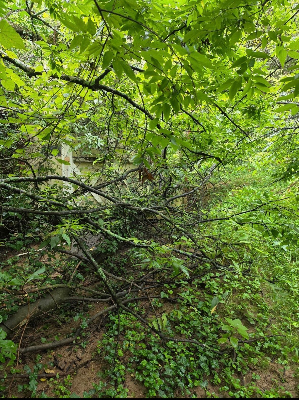 Dense green forest foliage with tangled branches and a leafy understory