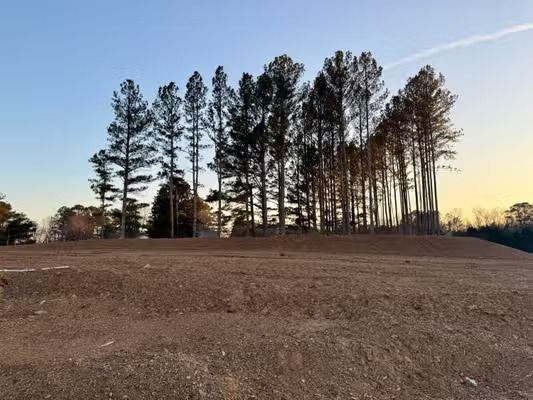 Bare dirt field with a row of tall pine trees at sunset under a clear sky