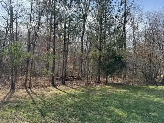 Leafless trees at a wooded edge beside a sunlit grassy clearing in early spring.