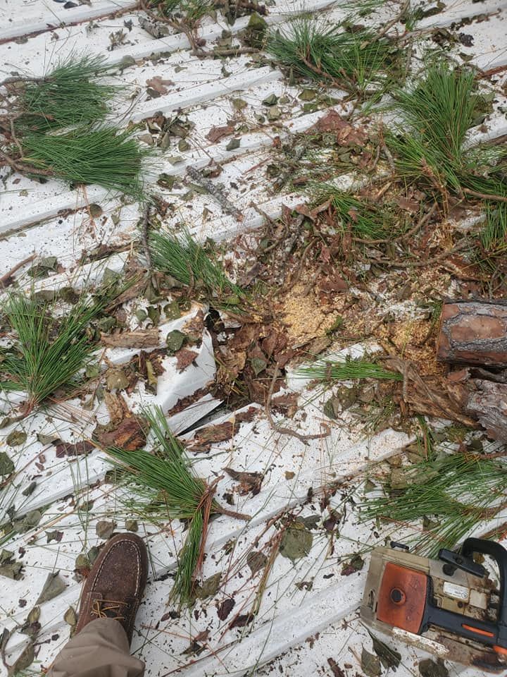 A chainsaw and pine debris lie on a damaged white metal roof. A boot is visible.