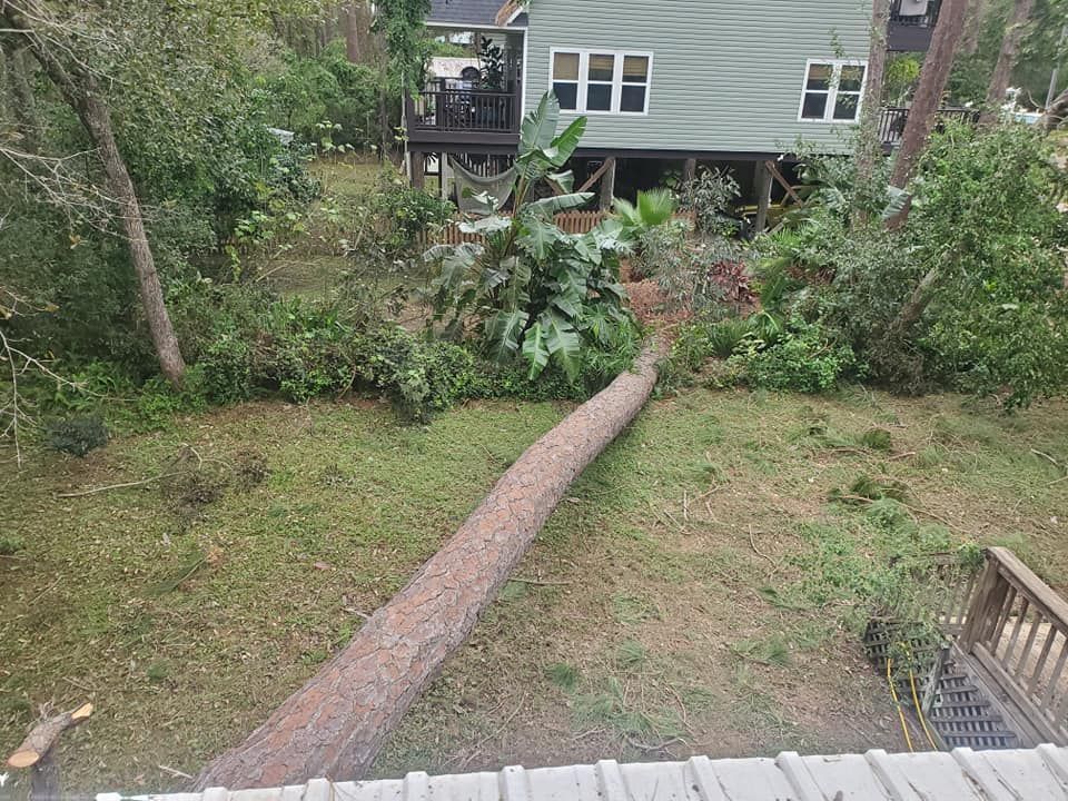 Fallen tree in a yard, near a light green house. Debris scattered around the trunk, amidst green foliage.