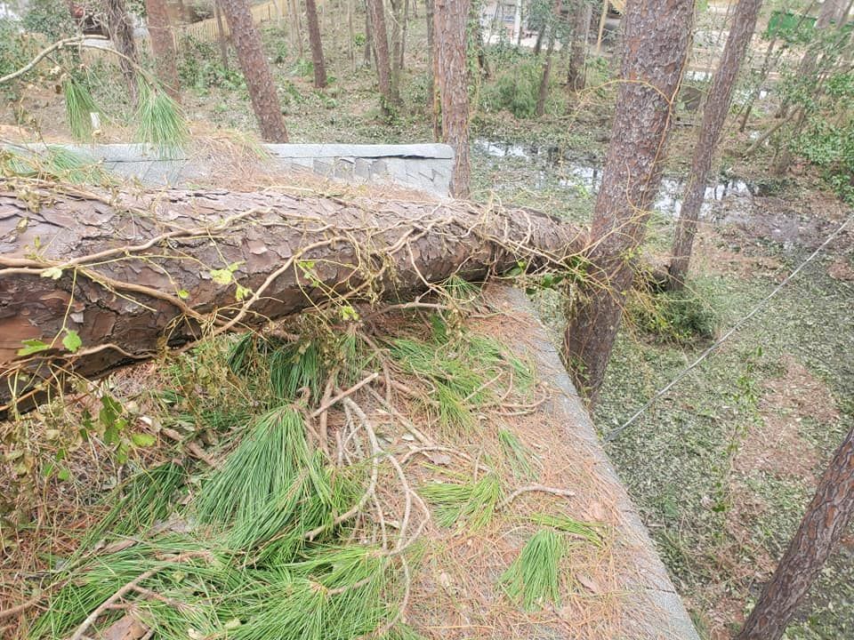 Fallen tree with branches and green needles lying on a concrete structure in a wooded area.