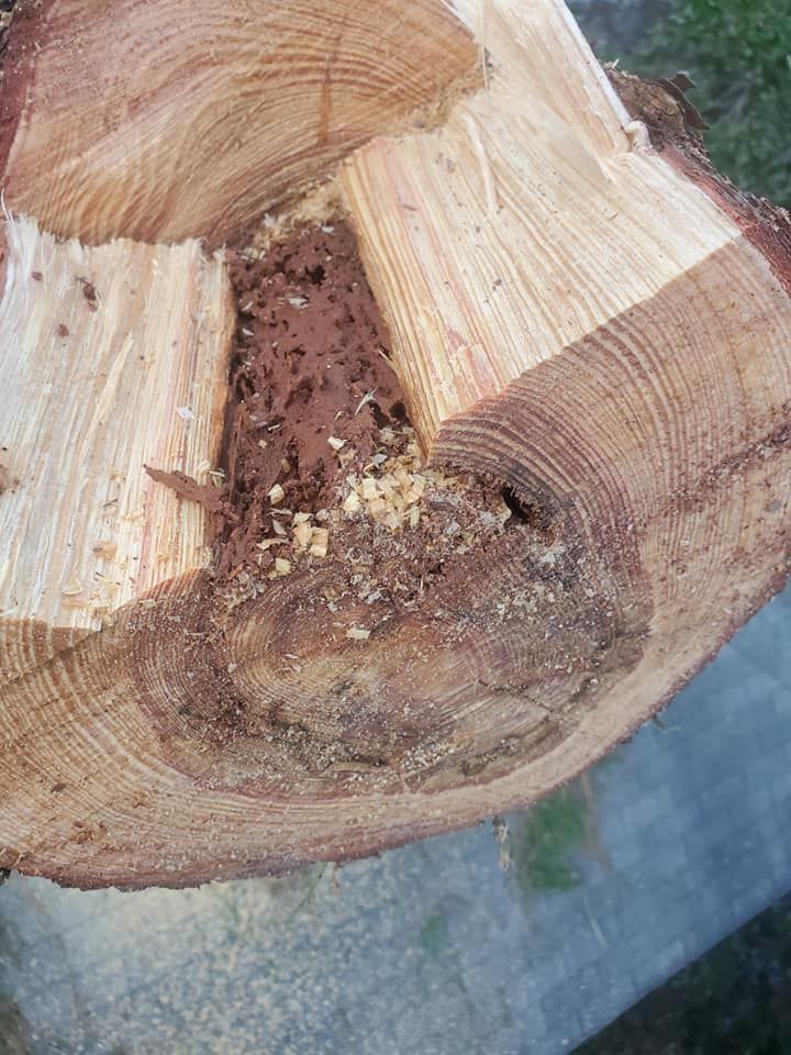 Cut tree trunk with visible internal decay and insect damage.