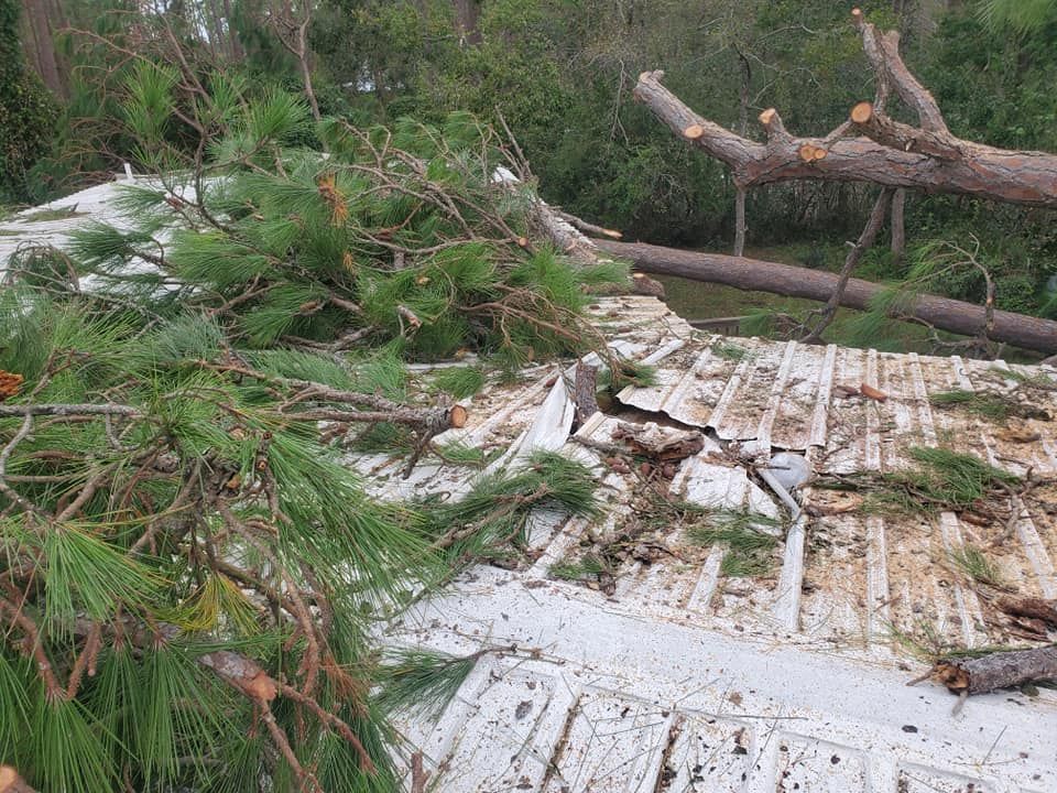 Tree branches and trunk damage a white roof. Green pine needles are scattered.