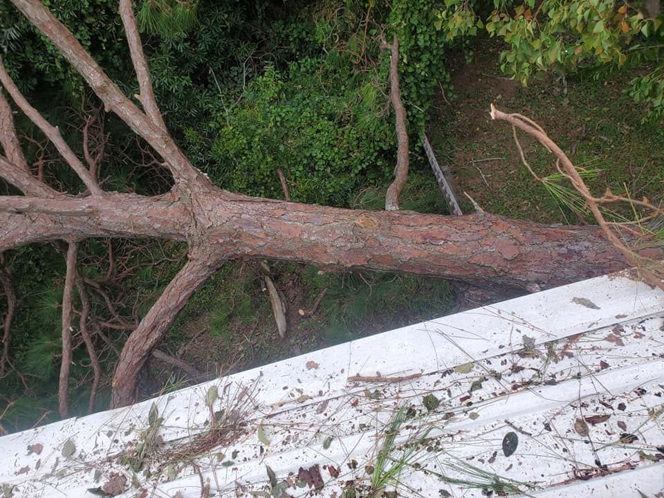 Fallen tree trunk on a white roof, green foliage in the background.