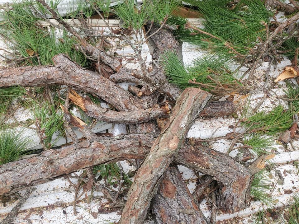 Pile of cut pine branches and needles on a white surface.