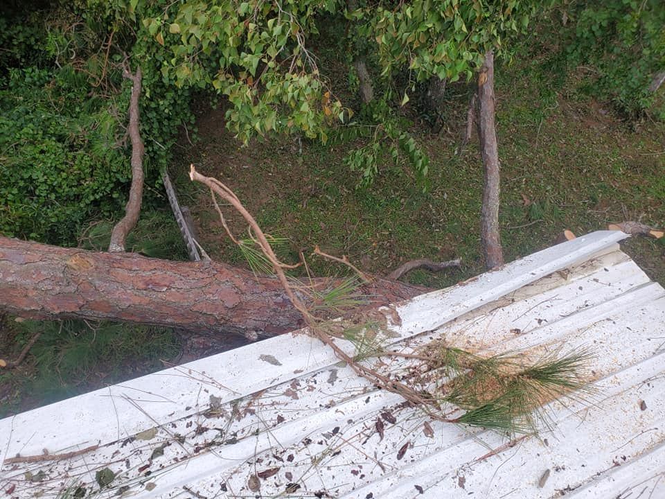 Tree fallen on a white roof, debris scattered. Green foliage and brown tree trunk. Outdoors.