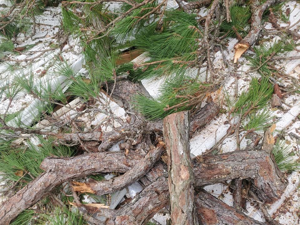 Branches with needles and chopped trunk on white surface.