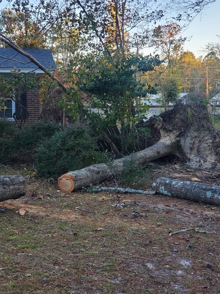 Fallen tree trunk on ground near a house. Cut logs visible. Overcast day.