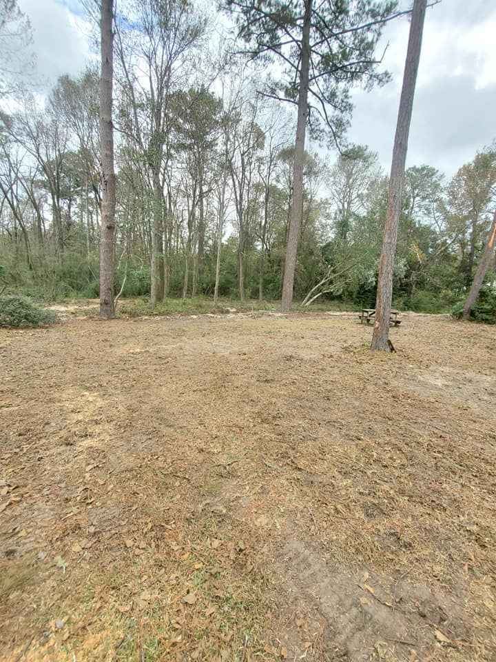 Clearing in a wooded area with tall trees and brown ground cover under a cloudy sky.