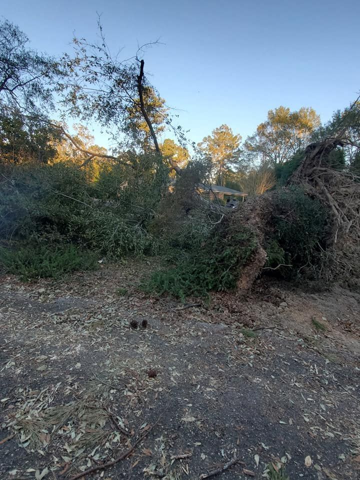 Fallen tree with exposed roots on a dirt path, surrounded by bushes and trees, during daylight.