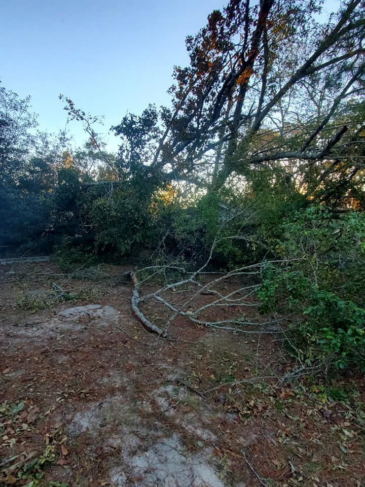 Fallen tree branches on forest floor, with green foliage and blue sky in background.