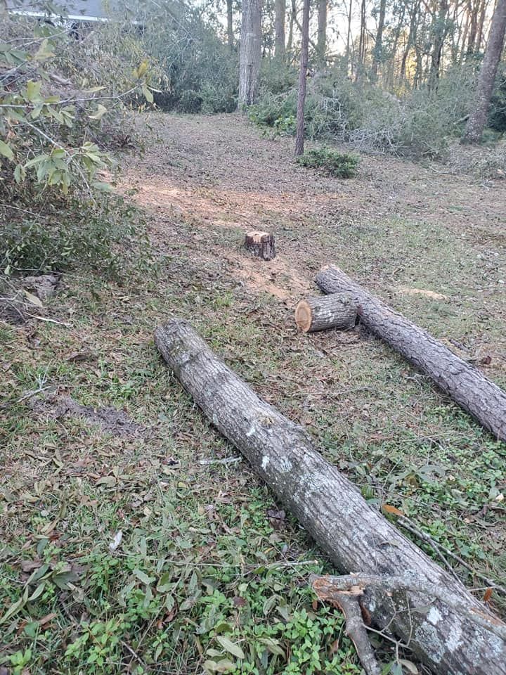 Logs on ground in a cleared forest area, with cut tree stump in the background.
