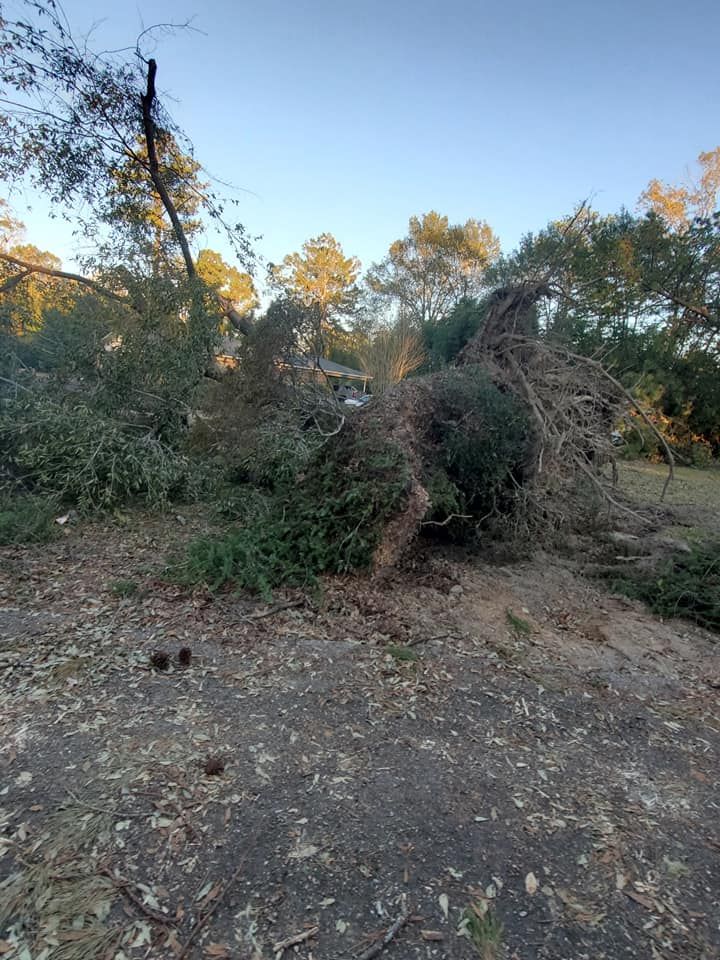 A large fallen tree on the ground with uprooted roots and greenery in a yard.