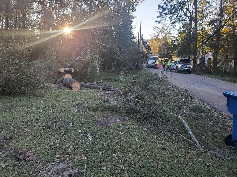 Fallen tree with debris on grassy verge next to a street; sun shining through trees. People and trucks on road.