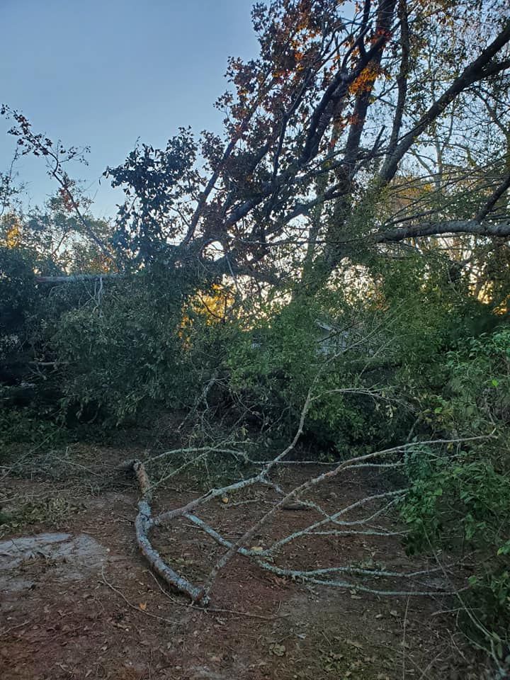 Fallen tree branches on the ground, with a large tree in the background under a blue sky.