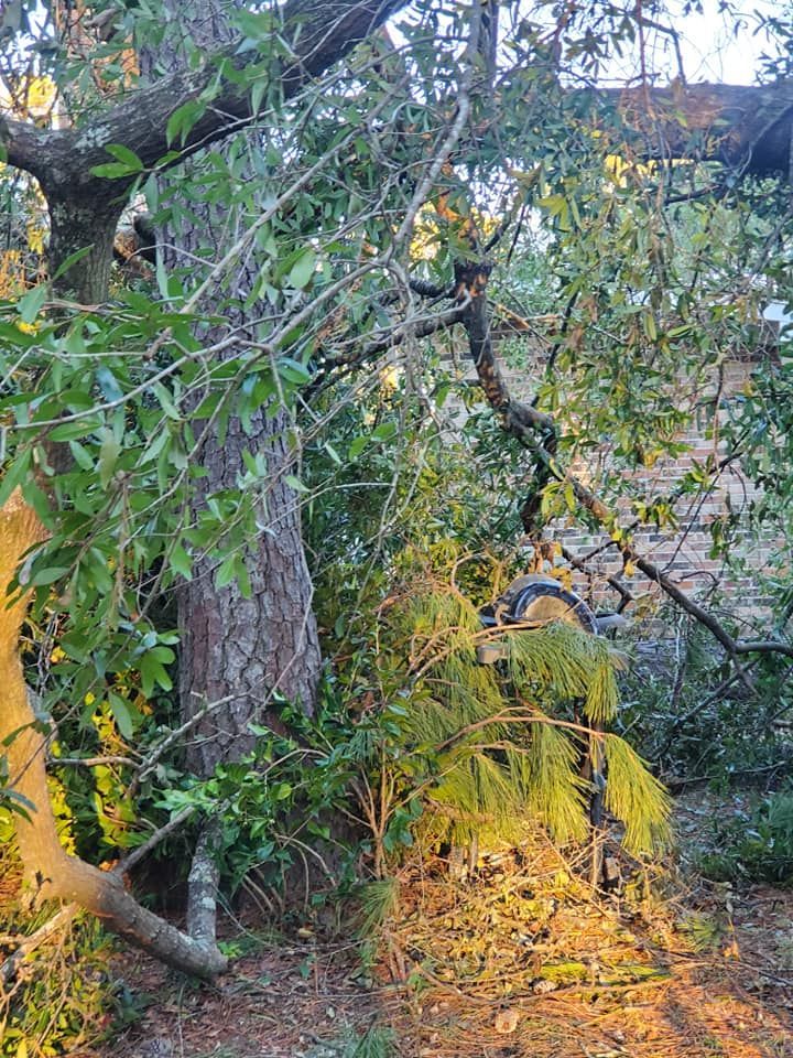 Tree trunk with green and brown leaves, branches angled toward a light-colored brick structure.
