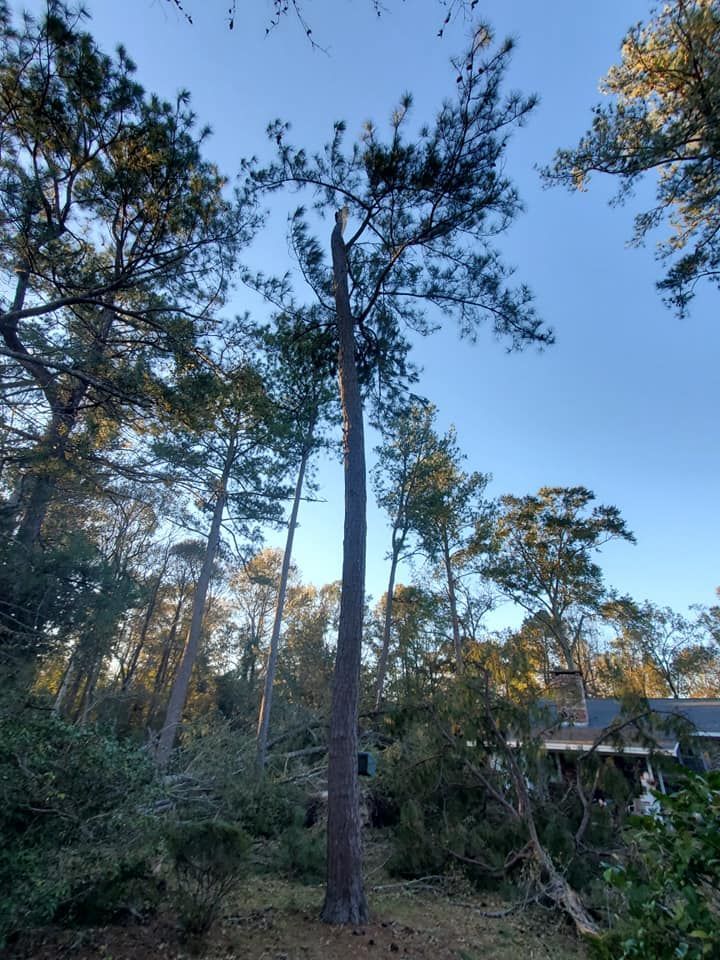Tall pine tree against a blue sky, surrounded by other trees and foliage in a wooded area.