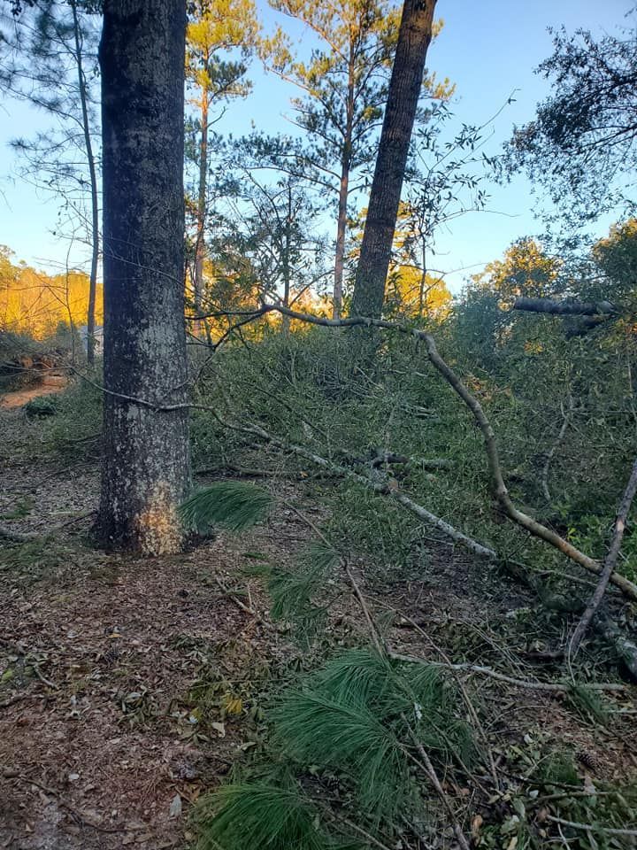 Fallen branches and debris on the ground in a wooded area with trees and sunlight.