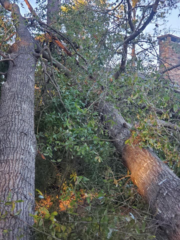 Fallen tree trunk leans against another tree with green leaves, near a brick structure.