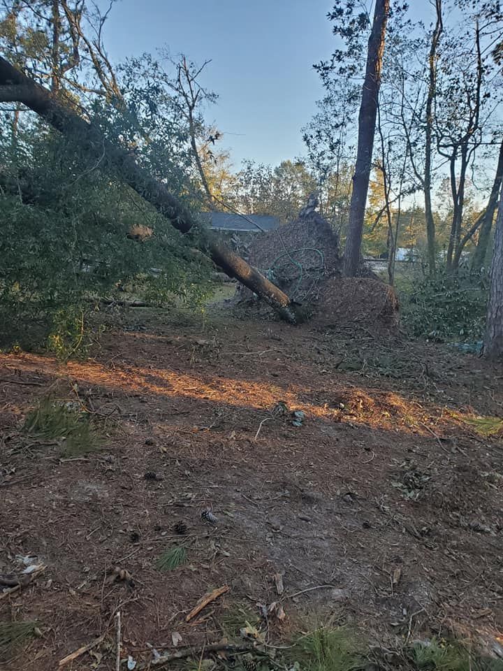 Fallen tree, brown trunk and green leaves, rests on the ground amidst a debris pile of twigs and pine needles.
