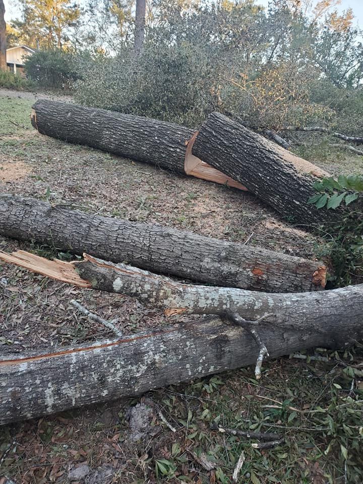 Logs of cut trees lie on the ground, some with fresh cuts. A grassy, outdoor setting.