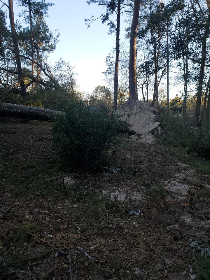 Fallen tree in a forest, exposed roots and earth, green shrubbery, and tall trees under a blue sky.