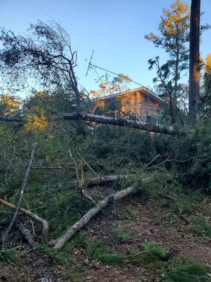 Fallen tree debris in front of a brick house. Overcast sky.
