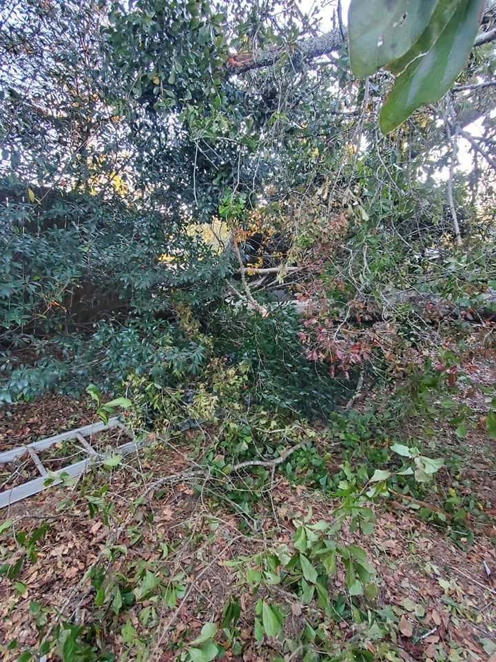 Fallen tree branches and debris on the ground; ladder leaning against foliage.