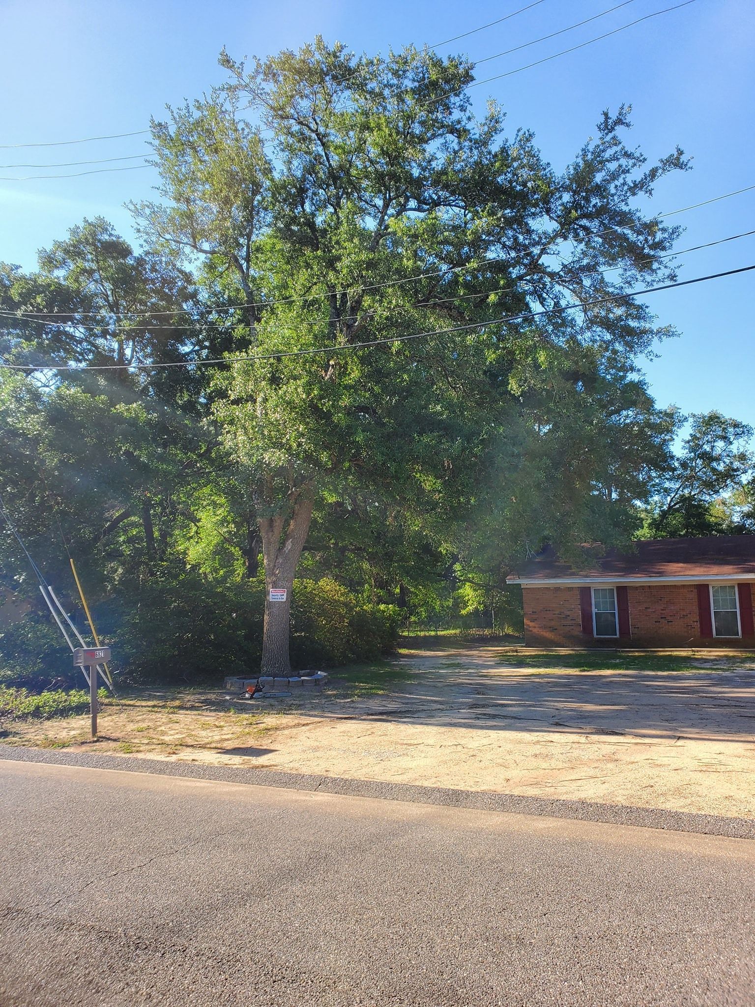 A large tree dominates a scene with a small building, utility lines, and a partly visible road on a sunny day.