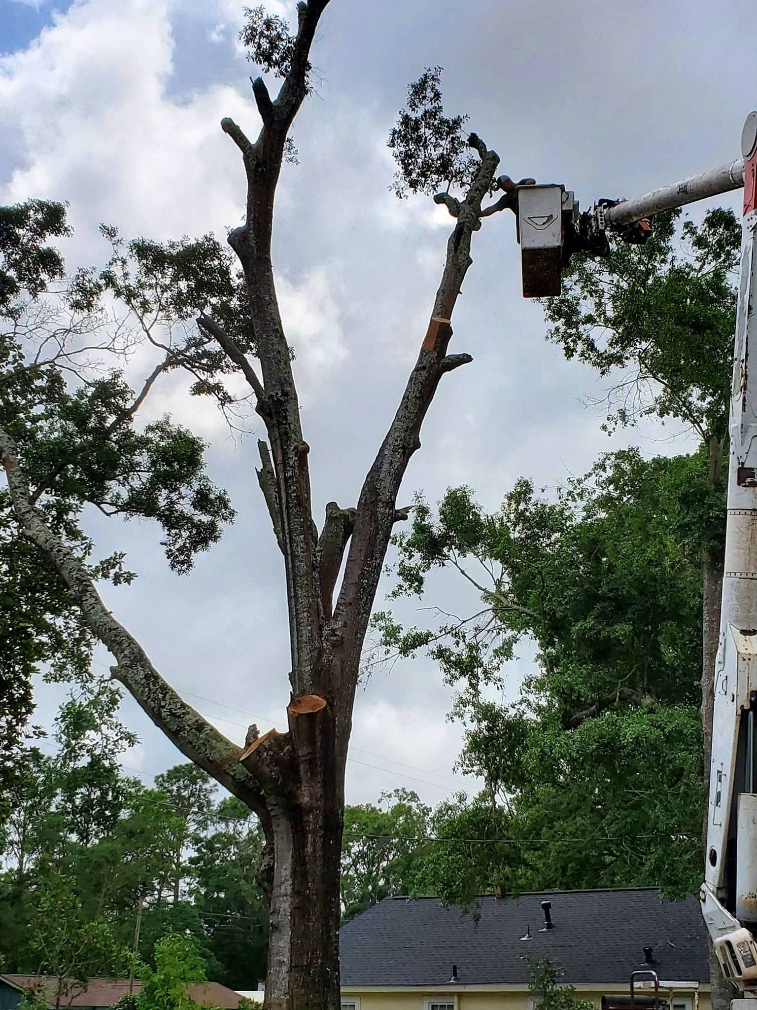 Tree being pruned by a worker in a bucket lift; partly cloudy sky, green foliage, house in the background.