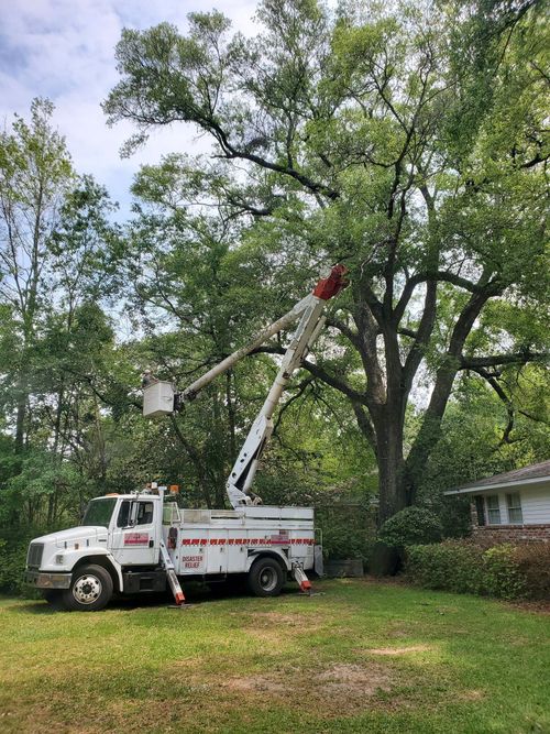 White tree service truck with extended lift arm trimming a large tree in a yard.