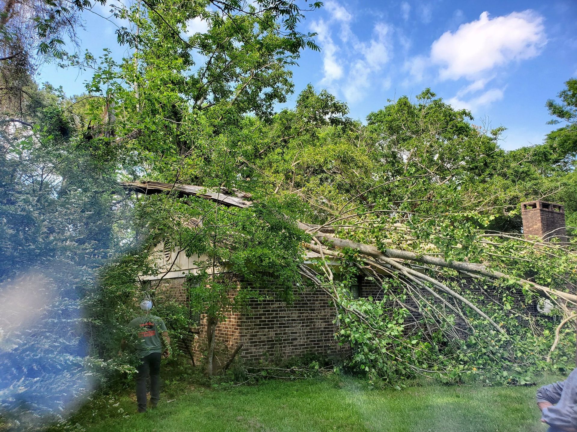 Fallen tree on a stone building, person standing nearby, bright sky.