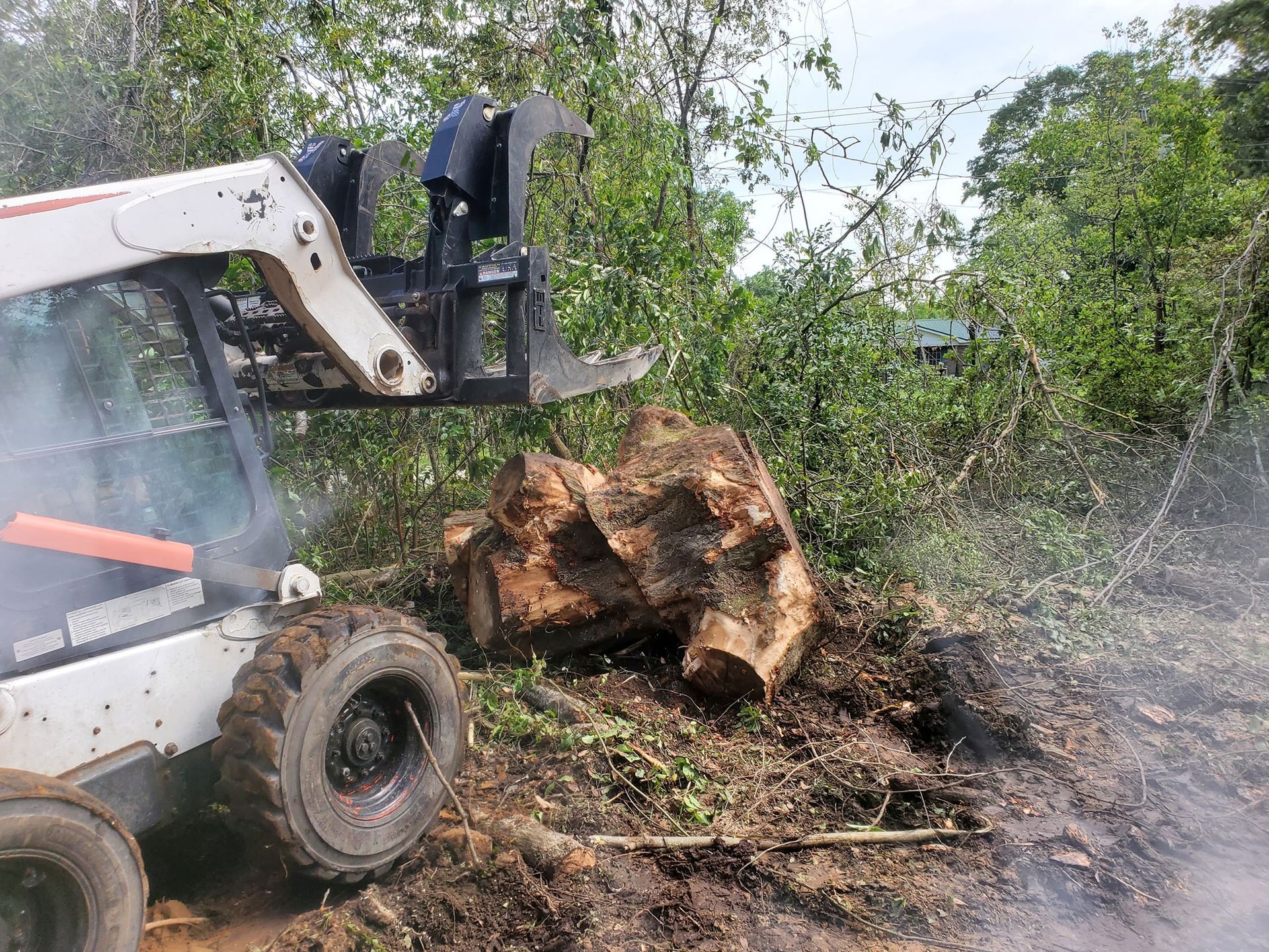 Skid steer with grapple lifting a large tree stump in a wooded area.