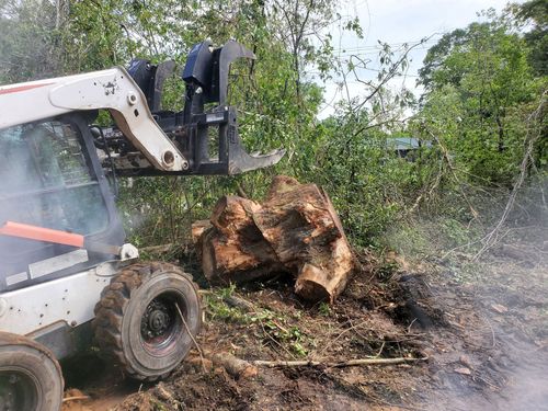 Bobcat tractor with grapple lifting a large tree stump in a wooded area.