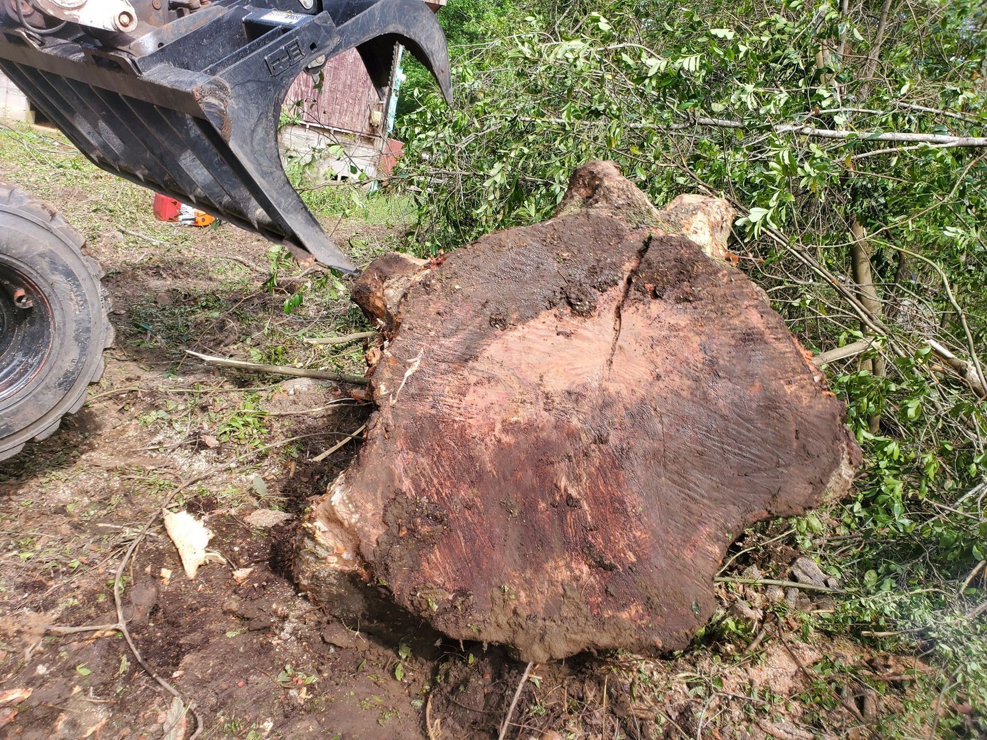 A large tree stump next to a backhoe bucket, surrounded by foliage and dirt.