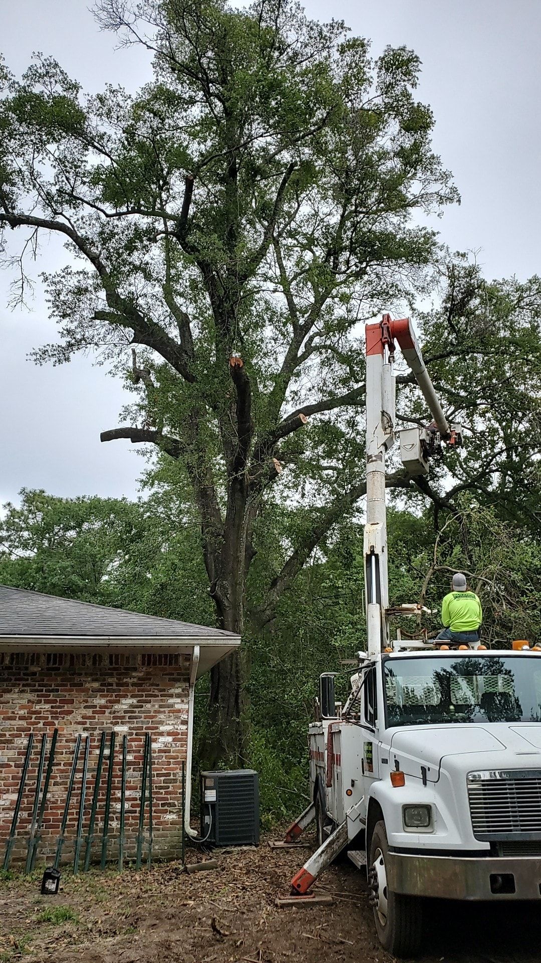 Tree trimming in progress: bucket truck next to a large tree near a brick building.