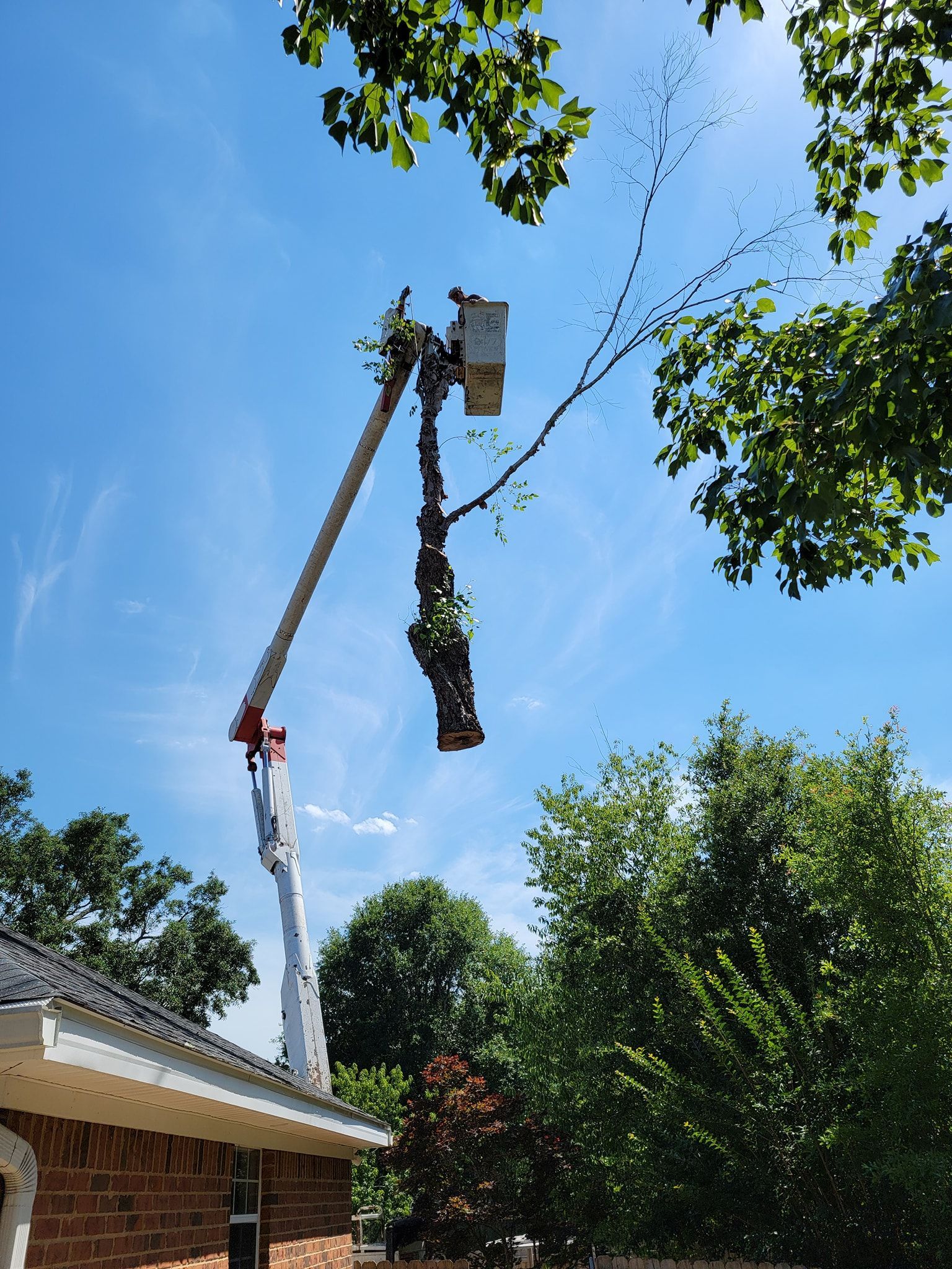 A tree being trimmed by a worker in a bucket truck against a blue sky.