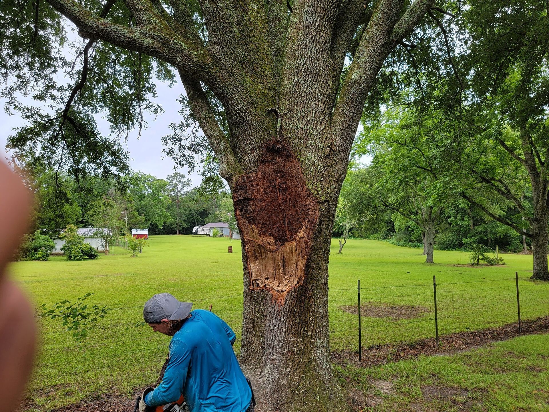 A person is using a chainsaw on a tree trunk with a large wound in a grassy backyard.