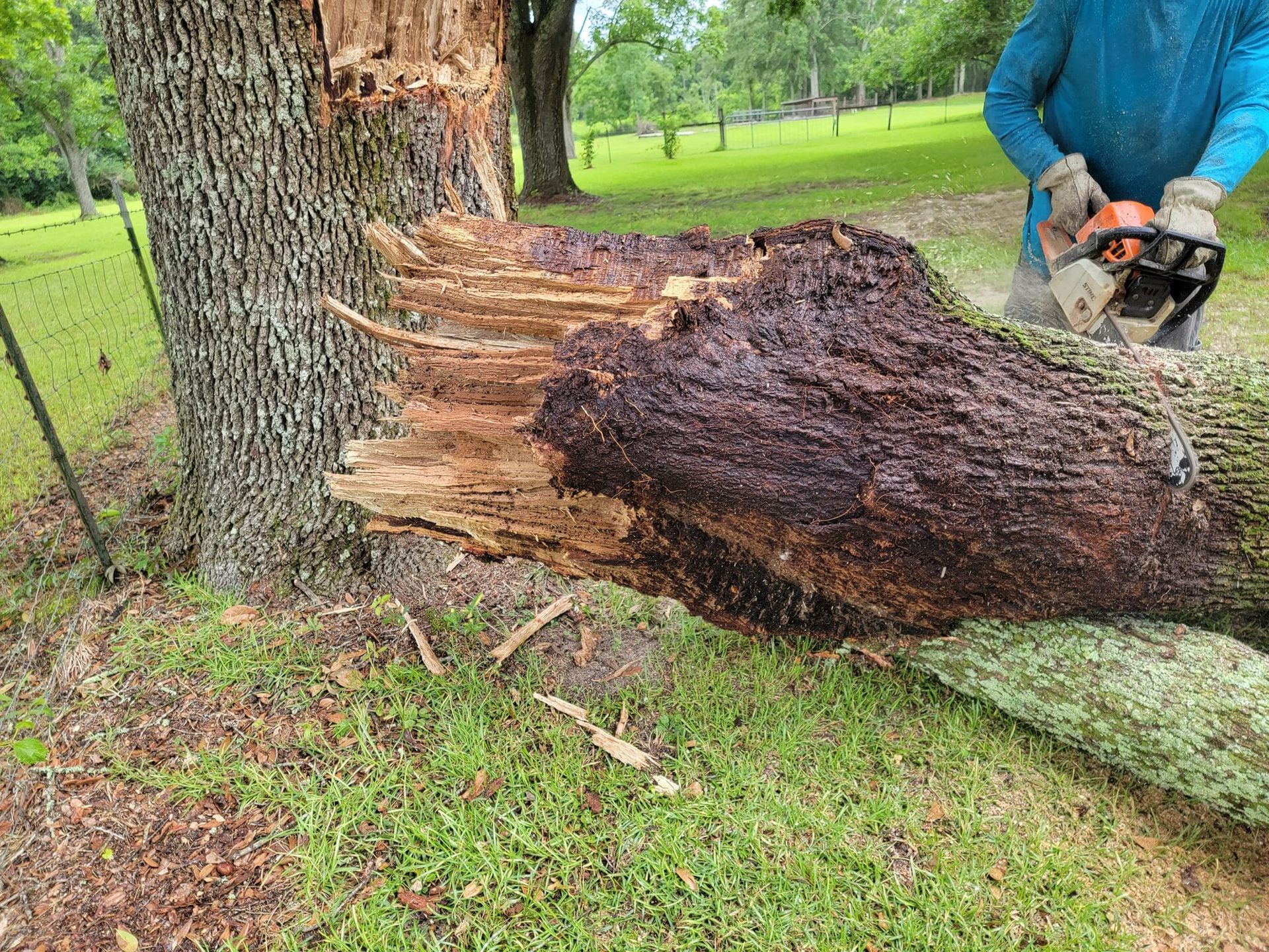 A person using a chainsaw to cut a fallen tree trunk. The tree is damaged and resting on the ground.