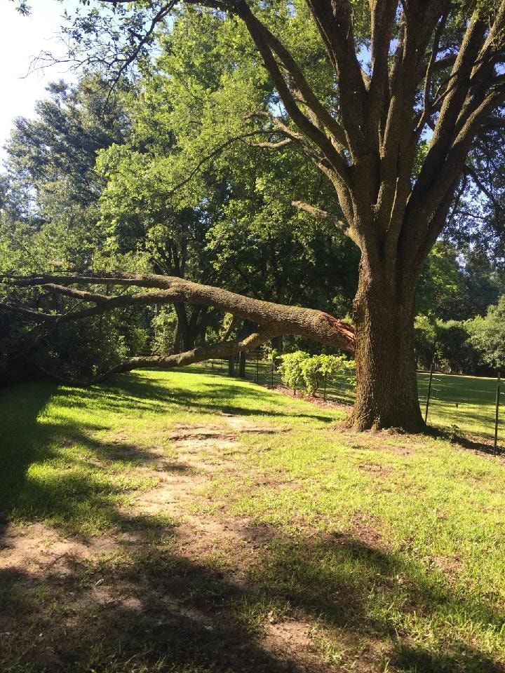 A large tree with a fallen limb in a grassy park setting; sunlight casts shadows.